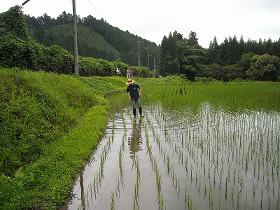 field田地